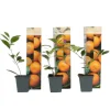 Apelsinträd - Set om 3 - Citrus mitis Calamondin - Höjd 25-40cm - ⌀9cm