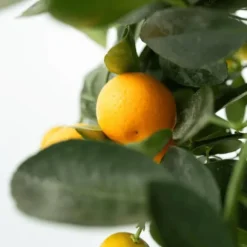 Apelsinträd - Set om 3 - Citrus mitis Calamondin - Höjd 25-40cm - ⌀9cm
