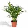 Areca Guldpalm Ø17 cm, Höjd ca 60 cm - Grönskande Inomhusväxt