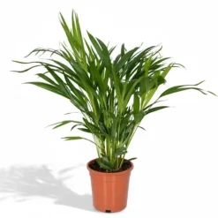 Areca Guldpalm Ø17 cm, Höjd ca 60 cm - Grönskande Inomhusväxt