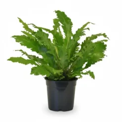 Asplenium Campio Ormbunke Ø17 cm Höjd ca 50 cm