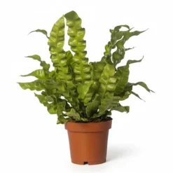 Asplenium Crispy Wave Ormbunke - Krukväxt Ø12 cm H25 cm