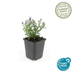 Aster dumosum 'Prof. Anton Kippenberg' - Kruka på 9cm - Set med 6 växter