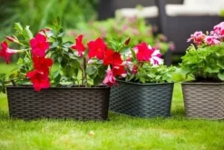 Balkonglåda antracit rotting 60 cm