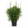 Bamboe Fargesia Compact, Icke-spridande, Kruka Ø29 cm, Höjd ca