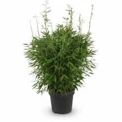 Bamboe Fargesia Compact, Icke-spridande, Kruka Ø29 cm, Höjd ca