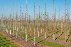 Bambupålar, bambustänger 194 cm 24/26 mm 10 st/