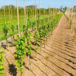 Bambupålar, bambustänger 150 cm 16/18 mm 100 st/