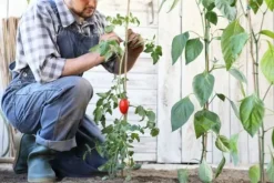Bambupålar, bambustänger 150 cm 16/18 mm 100 st/