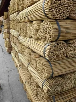 Bambupålar, bambustänger 150 cm 12/14 mm /100 st/