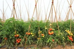 Bambupålar, bambustänger 90 cm 6/8 mm /1000 st/