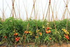 Bambupålar, bambustänger 180 cm 20/22 mm 50 st/