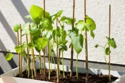 Bambupålar, bambustänger 194 cm 18/20 mm 10 st/