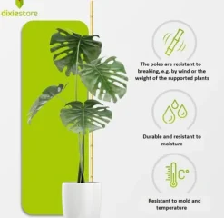 Bambupålar, bambustänger 75 cm 6/8 mm /1000 st/