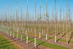 Bambupålar, bambustänger 75 cm 6/8 mm /1000 st/