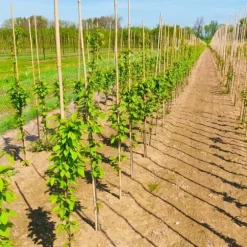 Bambupålar, bambustänger 75 cm 6/8 mm /1000 st/