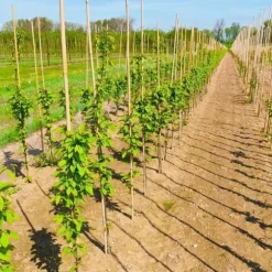 Bambupålar, bambustänger 194 cm 18/20 mm 100 st/