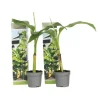 Bananväxt - Set om 2 - Musa basjoo - Höjd 25-40cm - ⌀9cm