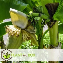 Bananväxt - Set om 2 - Musa basjoo - Höjd 25-40cm - ⌀9cm