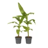 Bananväxt - Set om 2 - Musa basjoo - Höjd 55-70cm - ⌀21cm