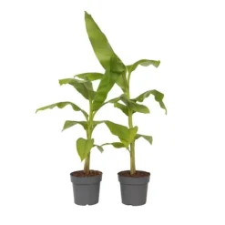 Bananväxt - Set om 2 - Musa basjoo - Höjd 55-70cm - ⌀21cm