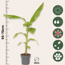 Bananväxt - Set om 2 - Musa basjoo - Höjd 55-70cm - ⌀21cm