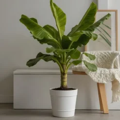 Bananväxt - Set om 2 - Musa basjoo - Höjd 55-70cm - ⌀21cm