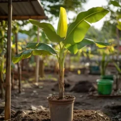 Bananväxt - Set om 2 - Musa basjoo - Höjd 55-70cm - ⌀21cm