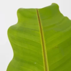 Bananväxt - Set om 2 - Musa basjoo - Höjd 55-70cm - ⌀21cm