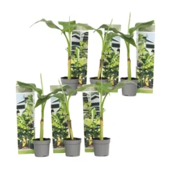 Bananväxt - Set om 6 - Musa basjoo - Höjd 25-40cm - ⌀9cm