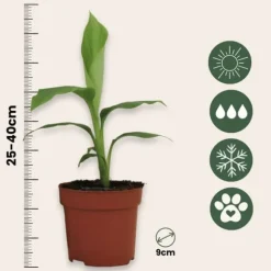 Bananväxt - Set om 6 - Musa basjoo - Höjd 25-40cm - ⌀9cm