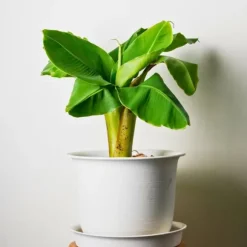 Bananväxt - Set om 6 - Musa basjoo - Höjd 25-40cm - ⌀9cm