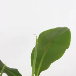 Bananväxt - Set om 6 - Musa basjoo - Höjd 25-40cm - ⌀9cm