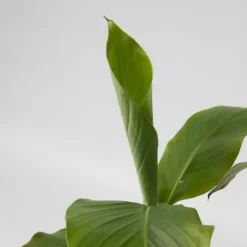 Bananväxt - Set om 6 - Musa basjoo - Höjd 25-40cm - ⌀9cm