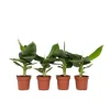 Bananväxt - Set om 4 - Musa 'Oriental Dwarf' - Höjd 25-40cm - ⌀12cm