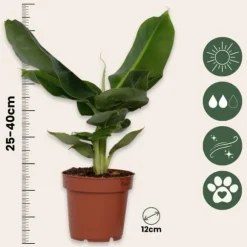 Bananväxt - Set om 4 - Musa 'Oriental Dwarf' - Höjd 25-40cm - ⌀12cm