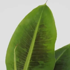 Bananväxt - Set om 4 - Musa 'Oriental Dwarf' - Höjd 25-40cm - ⌀12cm