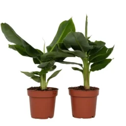 Bananväxt - Set om 2 - Musa 'Oriental Dwarf' - Höjd 25-40cm - ⌀12cm