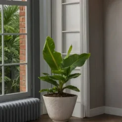 Bananväxt - Set om 2 - Musa 'Oriental Dwarf' - Höjd 25-40cm - ⌀12cm