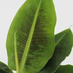 Bananväxt - Set om 2 - Musa 'Oriental Dwarf' - Höjd 25-40cm - ⌀12cm