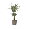 Banddracena - Dracaena deremensis 'White Stripe' - Höjd 60-70cm - ⌀17cm