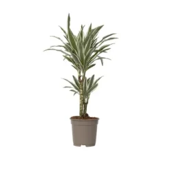Banddracena - Dracaena deremensis 'White Stripe' - Höjd 60-70cm - ⌀17cm