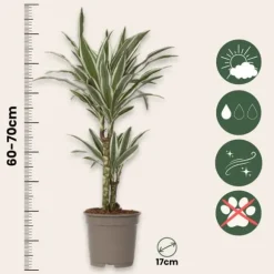 Banddracena - Dracaena deremensis 'White Stripe' - Höjd 60-70cm - ⌀17cm