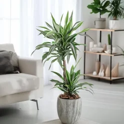 Banddracena - Dracaena deremensis 'White Stripe' - Höjd 60-70cm - ⌀17cm