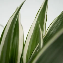 Banddracena - Dracaena deremensis 'White Stripe' - Höjd 60-70cm - ⌀17cm