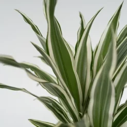 Banddracena - Dracaena deremensis 'White Stripe' - Höjd 60-70cm - ⌀17cm