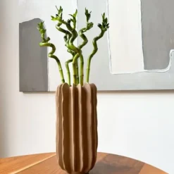 Banddracena - Set om 6 - Dracaena sanderiana - Höjd 40-50cm - ⌀2cm