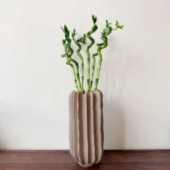 Banddracena - Set om 6 - Dracaena sanderiana - Höjd 40-50cm - ⌀2cm