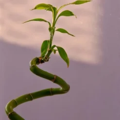 Banddracena - Set om 6 - Dracaena sanderiana - Höjd 40-50cm - ⌀2cm