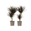 Banddracena - Set om 2 - Dracaena marginata 'Magenta' - Höjd 70-80cm - ⌀17cm
